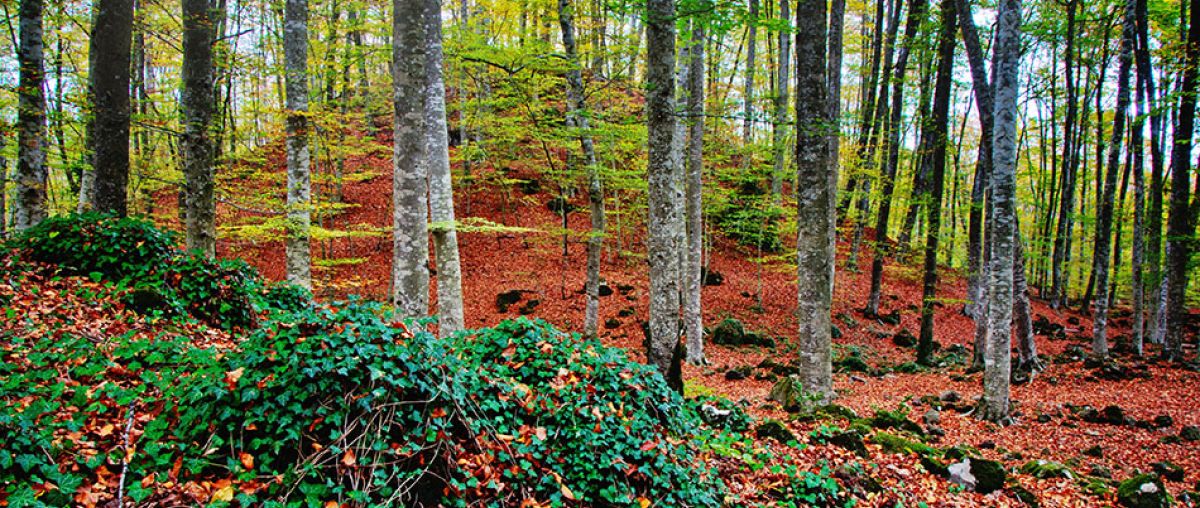La Fageda d'en Jordà