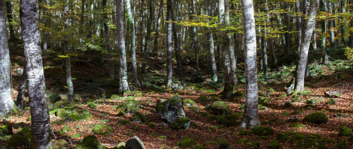 La Fageda d'en Jordà