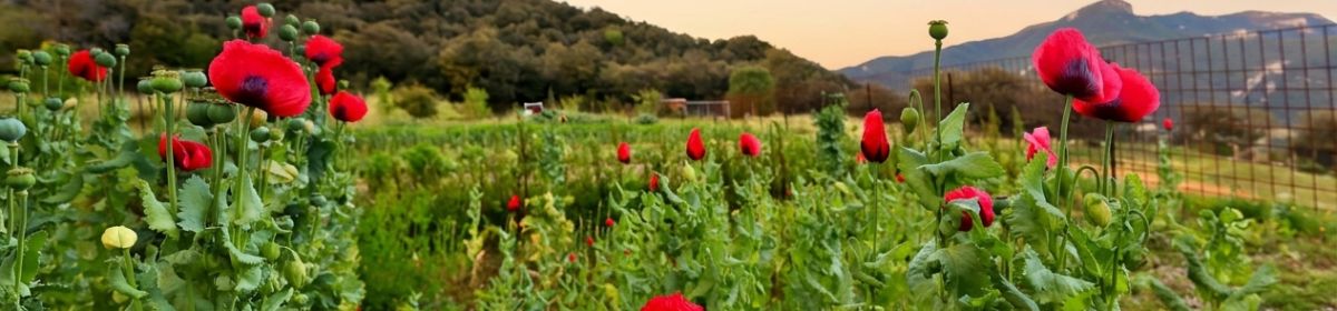 Historic Farmhouse in the Heart of Alta Garrotxa