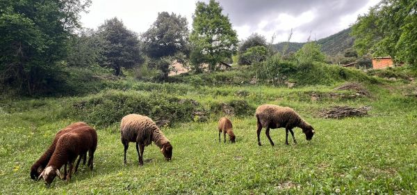 La Coma d'en Roca