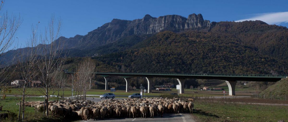 Puigsacalm (per Coll de Bracons)