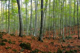 La Fageda d'en Jordà