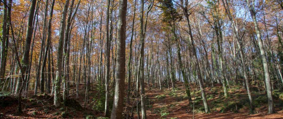 La Fageda d'en Jordà