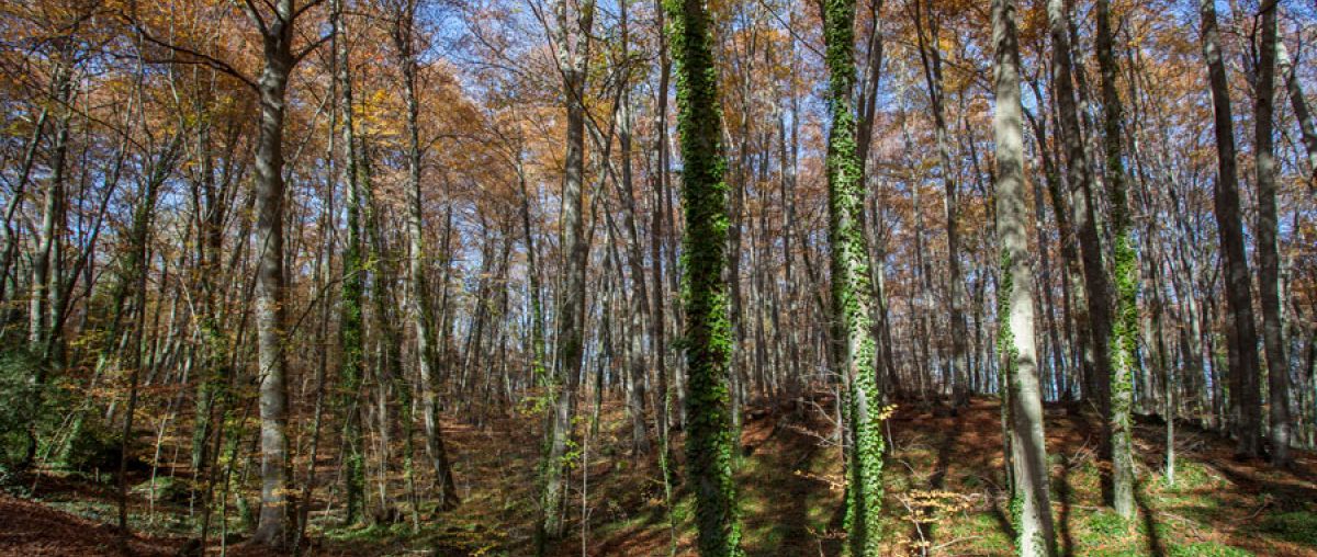 La Fageda