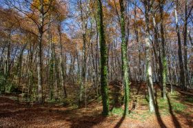 La Fageda